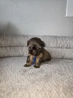 Chulo, a male Shih Tzu for sale in Hialeah, FL – 9 of 9