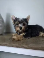 Honey love, a male Yorkshire Terrier for sale in Hialeah, FL – 3 of 9