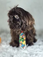 Honey , a male Shih Tzu for sale in Hialeah, FL – 5 of 7