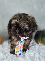 Brownie , a male Shih Tzu for sale in Hialeah, FL – 5 of 6