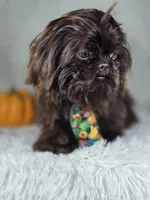 Honey , a male Shih Tzu for sale in Hialeah, FL – 4 of 7