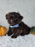 Charlie , a male Shih Tzu for sale in Hialeah, FL – 5 of 5