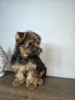 Brownie., a male Yorkshire Terrier for sale in Hialeah, FL – 9 of 10