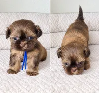 Chulo, a male Shih Tzu for sale in Hialeah, FL – 3 of 9
