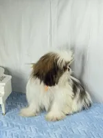 Tribilin, a male Shih Tzu for sale in Hialeah, FL – 4 of 7