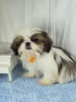 Tribilin, a male Shih Tzu for sale in Hialeah, FL – 3 of 7