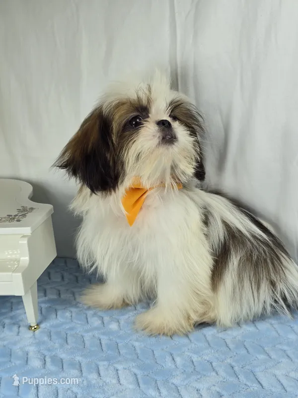 Tribilin – Shih Tzu puppy for sale in Hialeah, FL
