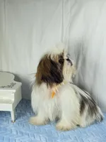 Tribilin, a male Shih Tzu for sale in Hialeah, FL – 2 of 7