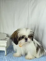 Tribilin, a male Shih Tzu for sale in Hialeah, FL – 7 of 7