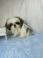 Tribilin, a male Shih Tzu for sale in Hialeah, FL – 5 of 7