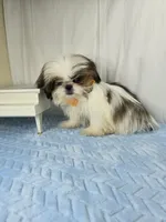 Tribilin, a male Shih Tzu for sale in Hialeah, FL – 6 of 7