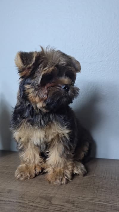 Brownie., a male Yorkshire Terrier for sale in Hialeah, FL – 10 of 10