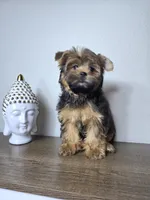 Brownie., a male Yorkshire Terrier for sale in Hialeah, FL – 7 of 10
