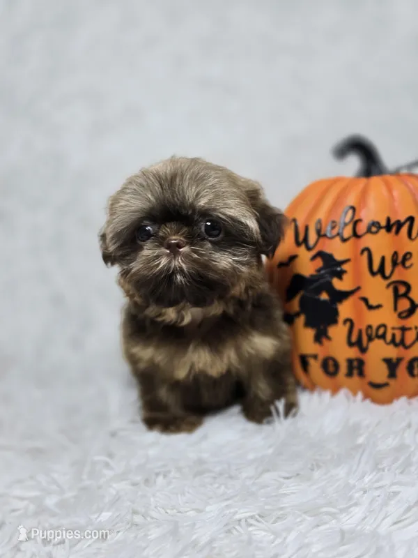 Chulo – Shih Tzu puppy for sale in Hialeah, FL