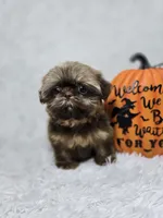 Chulo, a male Shih Tzu for sale in Hialeah, FL – 1 of 7