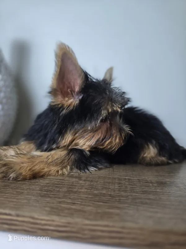 Honey love – Yorkshire Terrier puppy for sale in Hialeah, FL