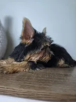 Honey love, a male Yorkshire Terrier for sale in Hialeah, FL – 1 of 9
