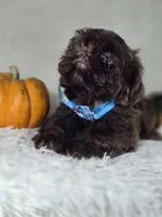 Charlie , a male Shih Tzu for sale in Hialeah, FL – 1 of 5