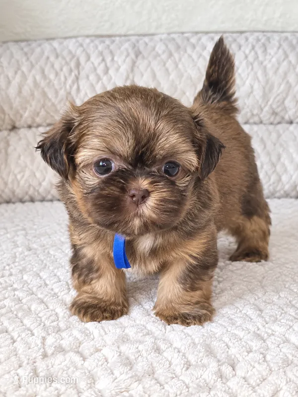 Chulo – Shih Tzu puppy for sale in Hialeah, FL