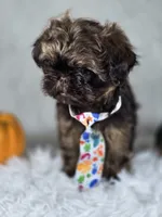 Brownie , a male Shih Tzu for sale in Hialeah, FL – 4 of 6