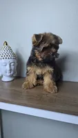 Brownie., a male Yorkshire Terrier for sale in Hialeah, FL – 3 of 10