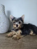 Honey love, a male Yorkshire Terrier for sale in Hialeah, FL – 6 of 9