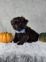 Charlie , a male Shih Tzu for sale in Hialeah, FL – 4 of 5