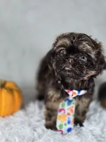 Brownie , a male Shih Tzu for sale in Hialeah, FL – 1 of 6