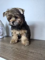 Brownie., a male Yorkshire Terrier for sale in Hialeah, FL – 6 of 10