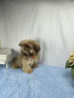 Zuzu, a male Shih Tzu for sale in Hialeah, FL – 5 of 10