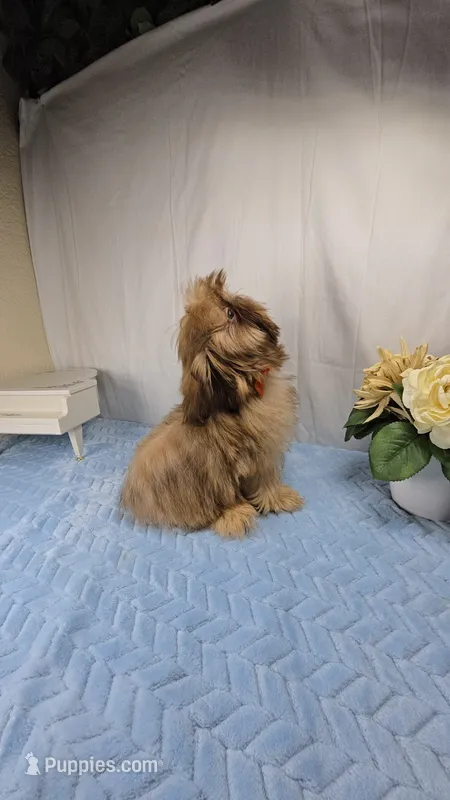 Zuzu – Shih Tzu puppy for sale in Hialeah, FL