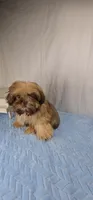 Zuzu, a male Shih Tzu for sale in Hialeah, FL – 8 of 10