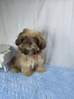 Zuzu, a male Shih Tzu for sale in Hialeah, FL – 4 of 10