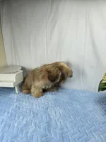 Zuzu, a male Shih Tzu for sale in Hialeah, FL – 9 of 10