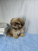 Zuzu, a male Shih Tzu for sale in Hialeah, FL – 7 of 10