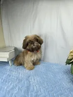 Zuzu, a male Shih Tzu for sale in Hialeah, FL – 10 of 10