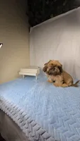 Zuzu, a male Shih Tzu for sale in Hialeah, FL – 2 of 10