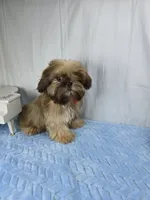 Zuzu, a male Shih Tzu for sale in Hialeah, FL – 6 of 10