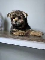 Brownie., a male Yorkshire Terrier for sale in Hialeah, FL – 2 of 10