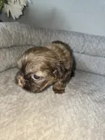 Chulo, a male Shih Tzu for sale in Hialeah, FL – 2 of 9