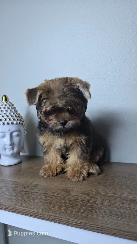 Brownie. – Yorkshire Terrier puppy for sale in Hialeah, FL