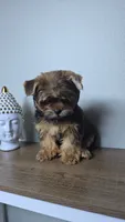 Brownie., a male Yorkshire Terrier for sale in Hialeah, FL – 1 of 10