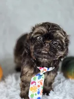 Brownie , a male Shih Tzu for sale in Hialeah, FL – 3 of 6