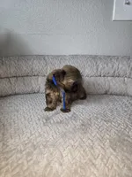Chulo, a male Shih Tzu for sale in Hialeah, FL – 8 of 9