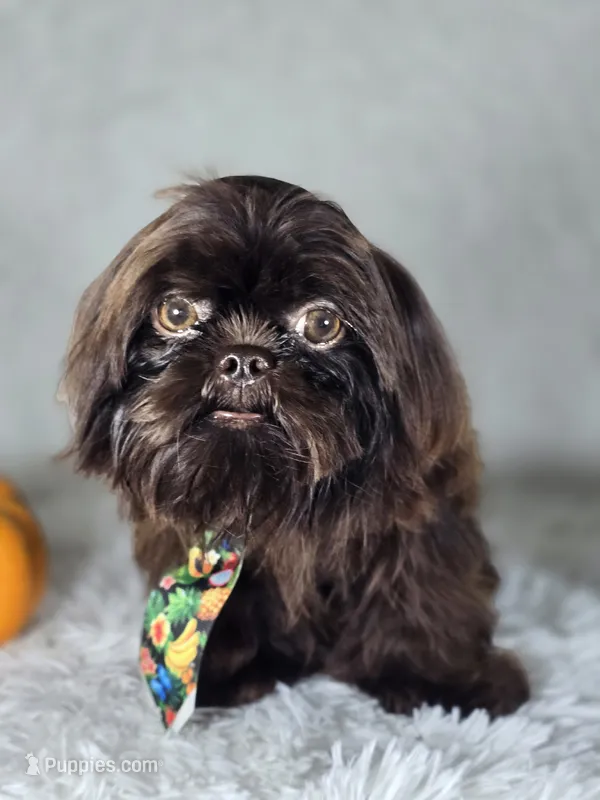 Honey  – Shih Tzu puppy for sale in Hialeah, FL