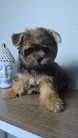 Brownie., a male Yorkshire Terrier for sale in Hialeah, FL – 5 of 10