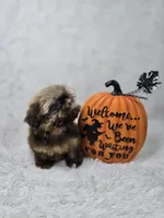 Chulo, a male Shih Tzu for sale in Hialeah, FL – 5 of 7