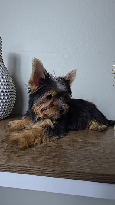Honey love, a male Yorkshire Terrier for sale in Hialeah, FL – 9 of 9