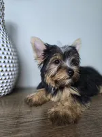 Honey love, a male Yorkshire Terrier for sale in Hialeah, FL – 7 of 9