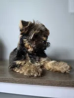 Brownie., a male Yorkshire Terrier for sale in Hialeah, FL – 4 of 10